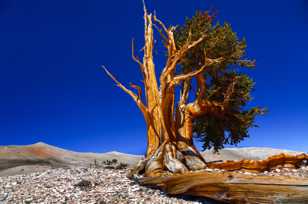 Bristlecone Pine, Patriarch Grove-3892 Bristlecone Pine, Patriarch Grove-3892